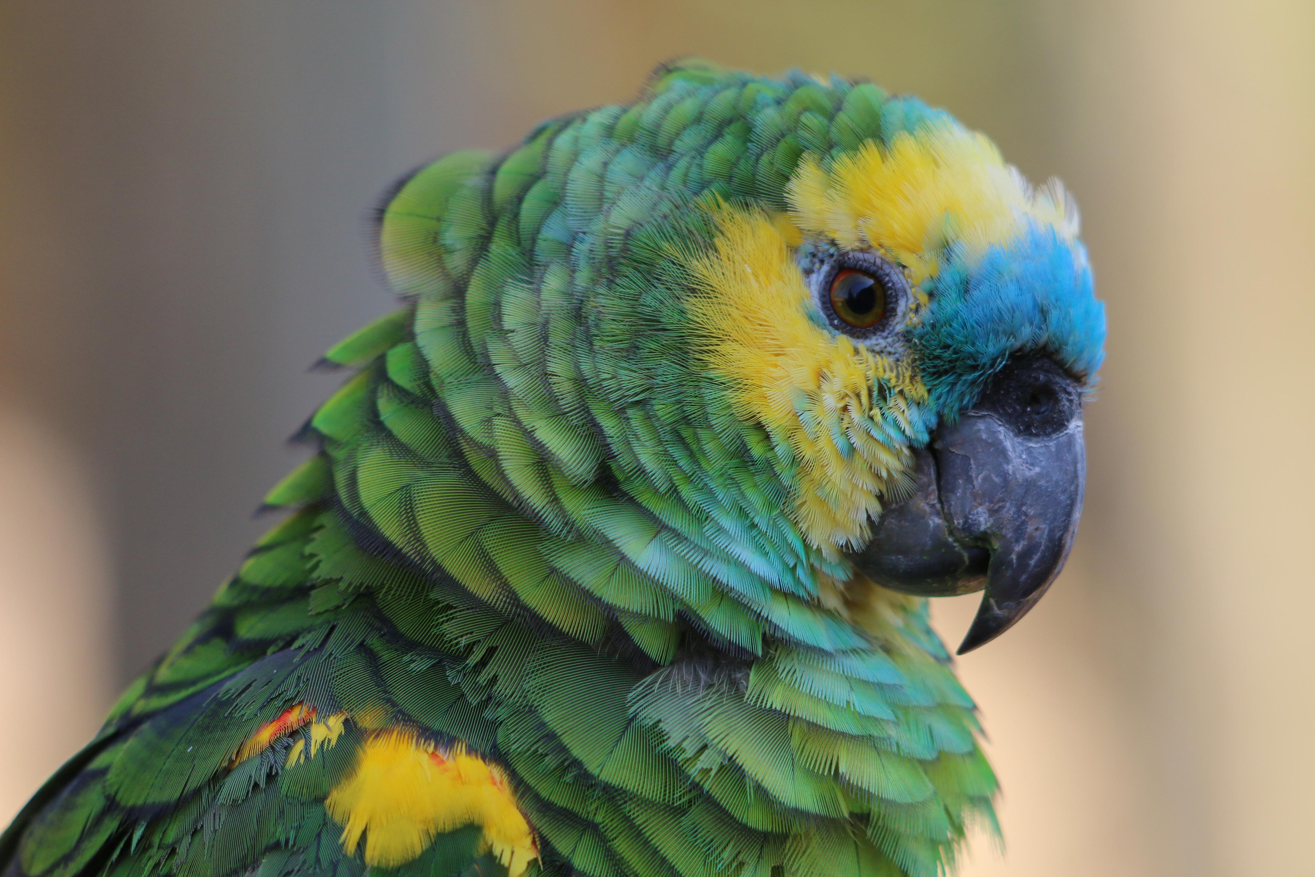 AmazonaAestiva