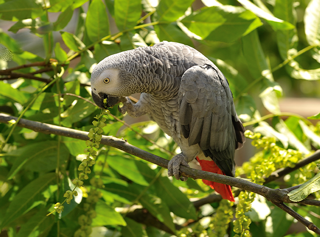 Gris du Gabon Parrot World