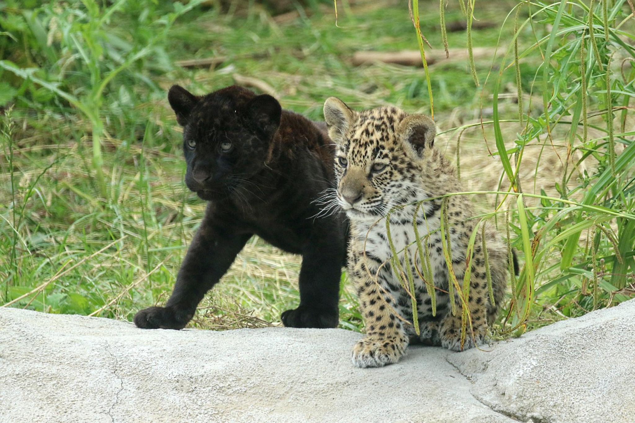 Jaguar Parrot World - Corinne Puch Kilou