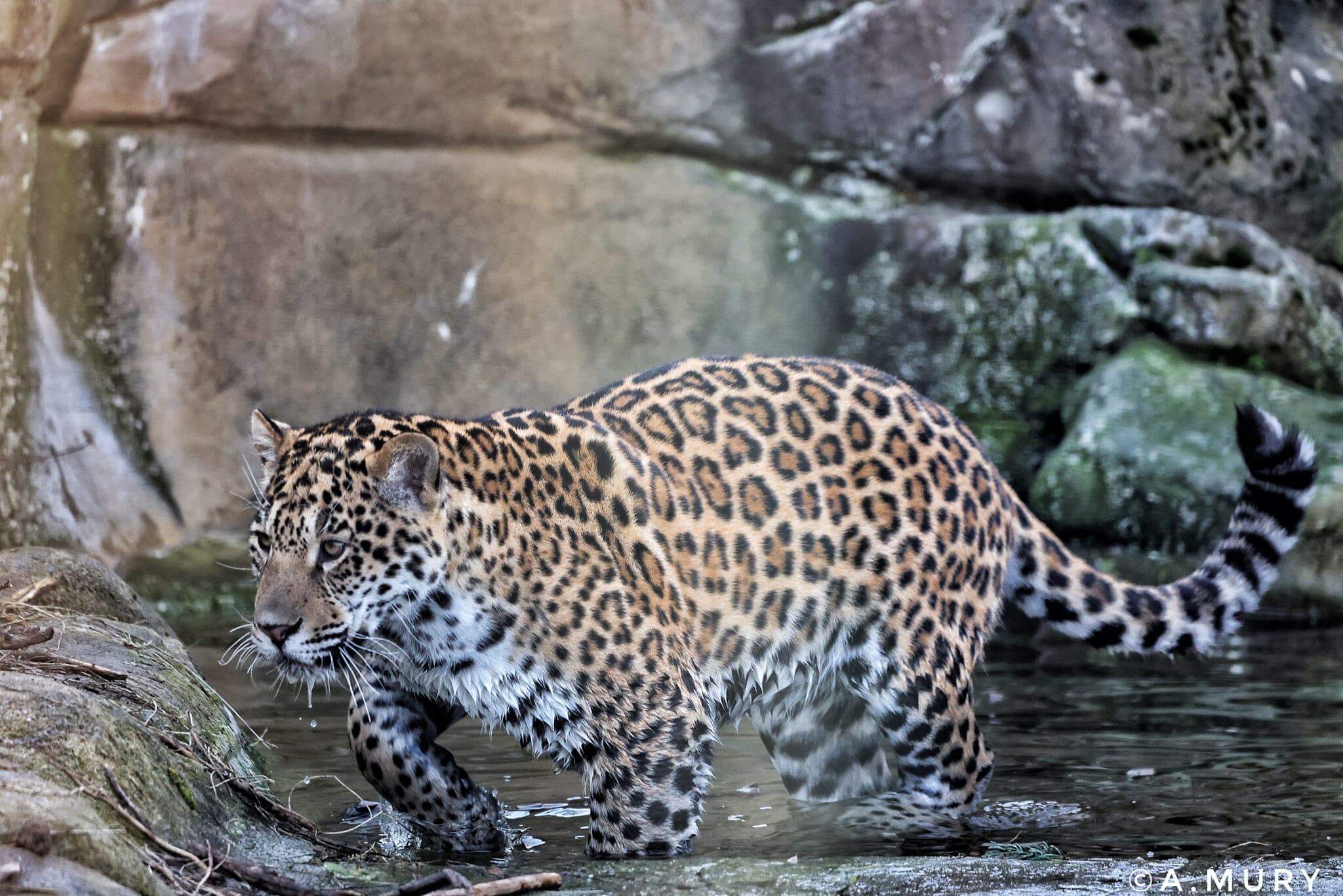 Jaguar tacheté