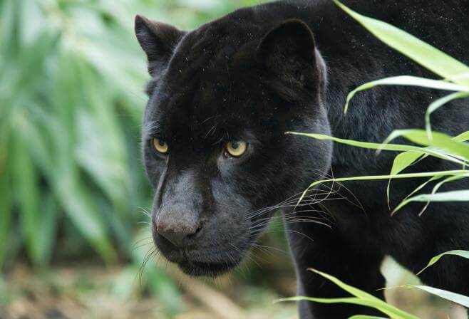 jaguar noir