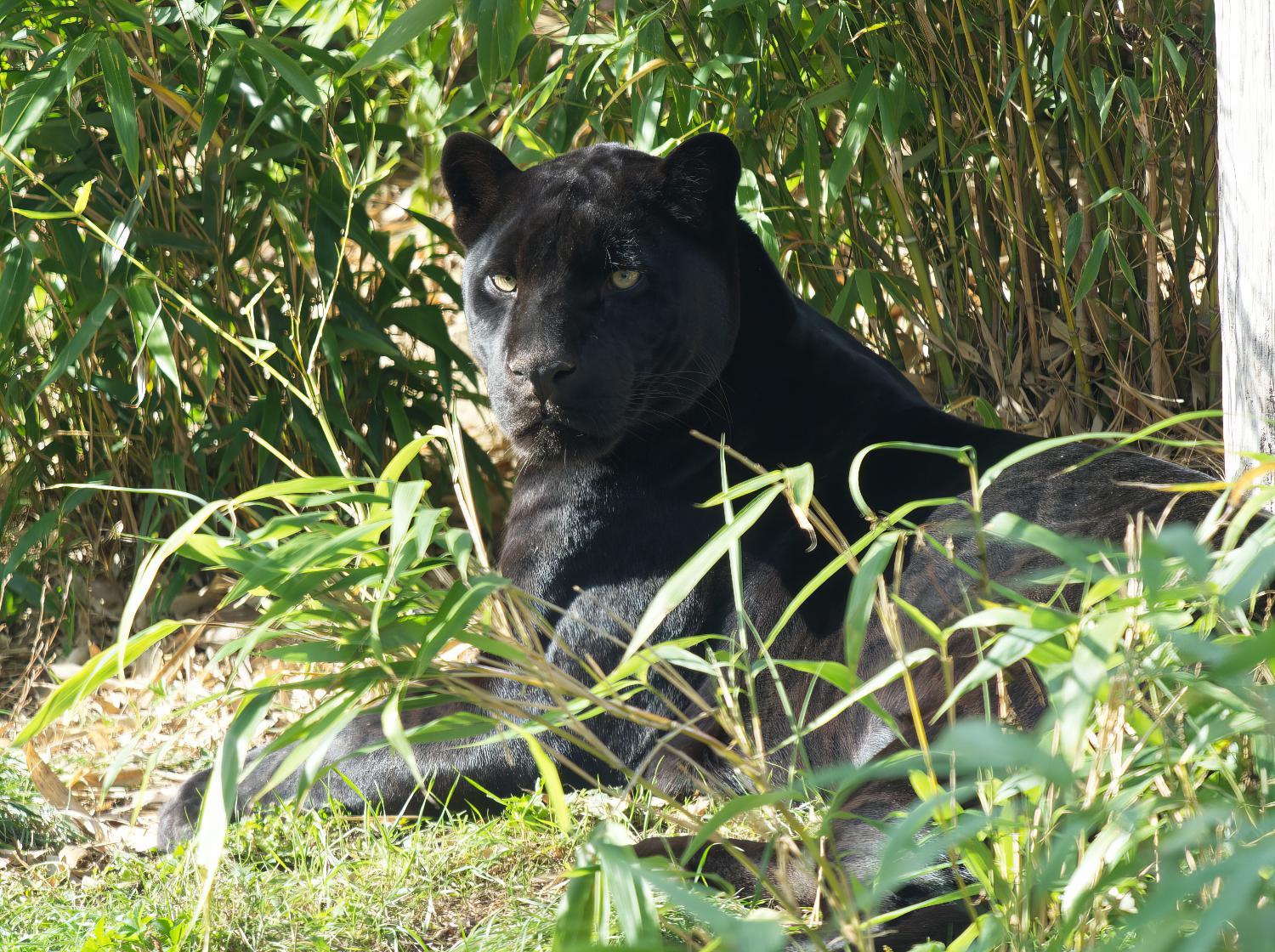 jaguar noir