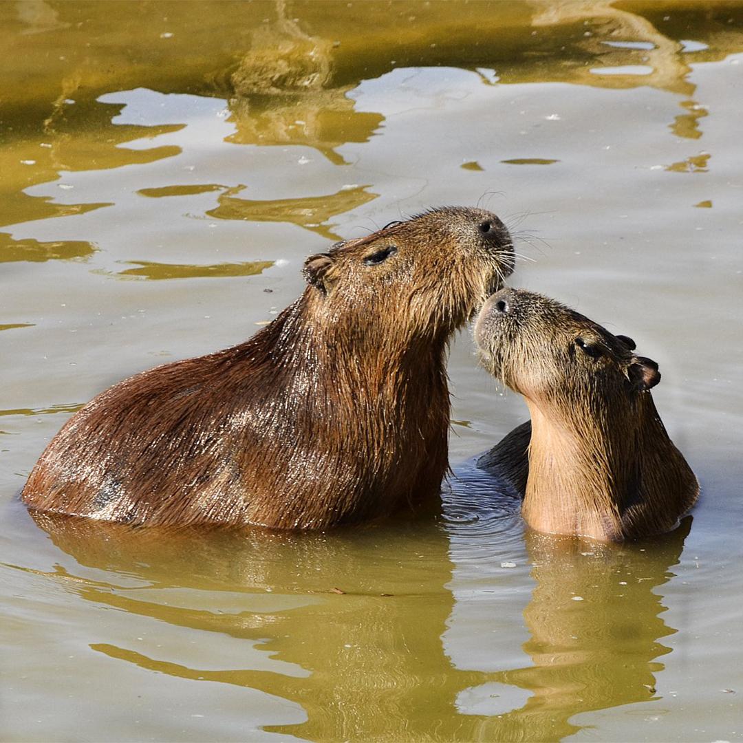capybara