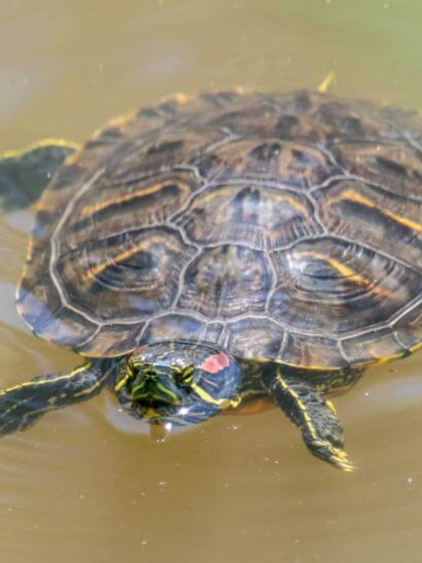 Tortue de Floride