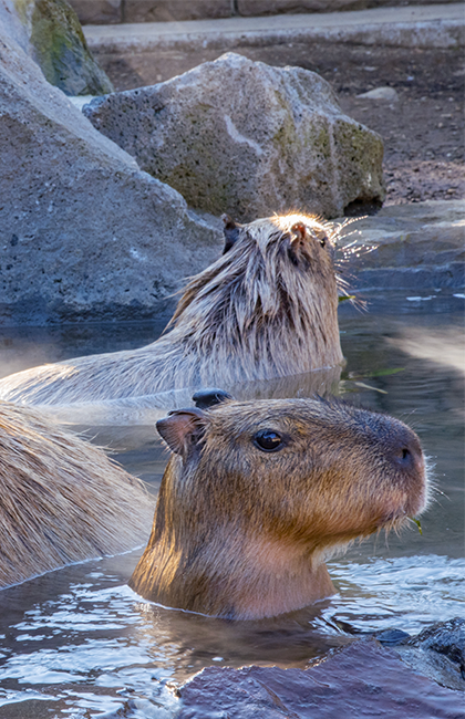 capybara bebe
