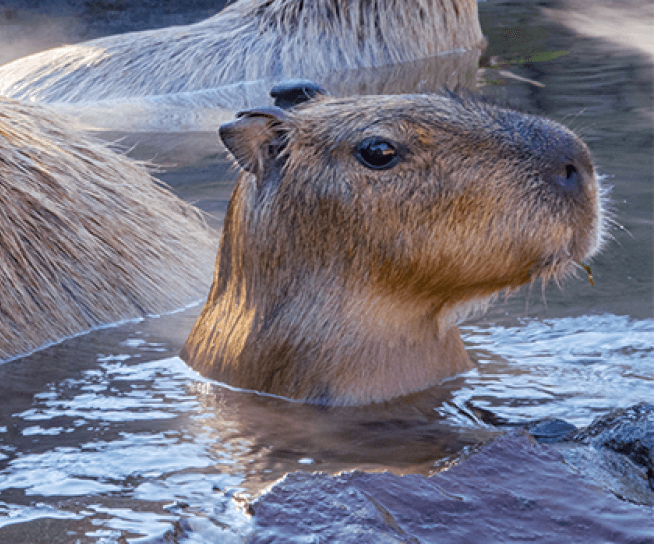 capybara bebe