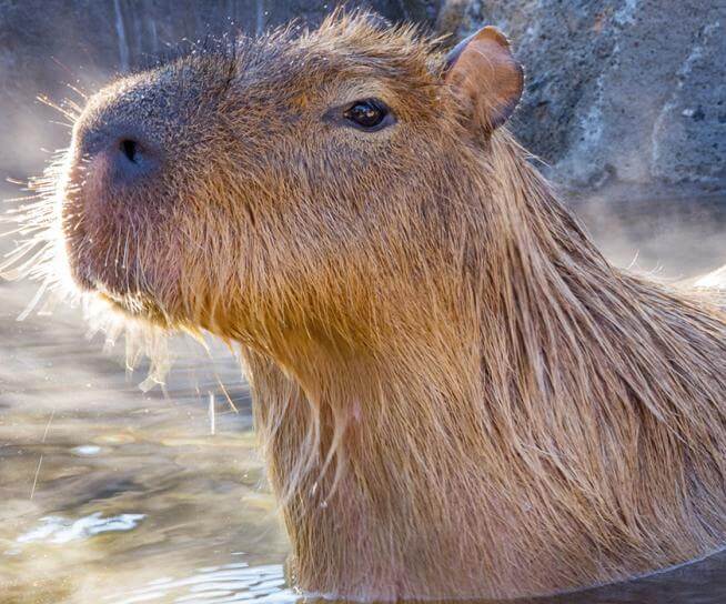capybara dans leau