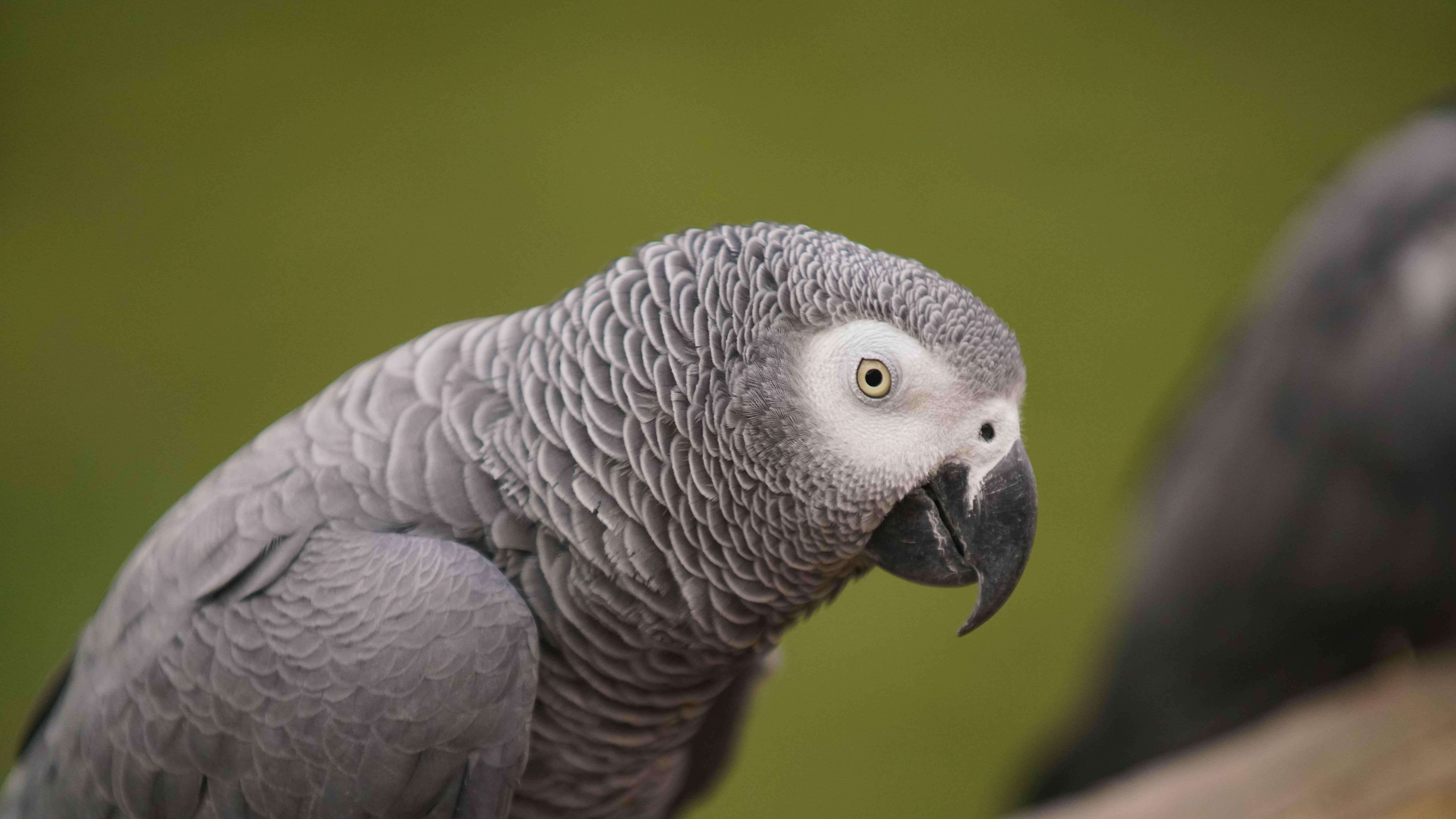 Perroquet gris du Gabon