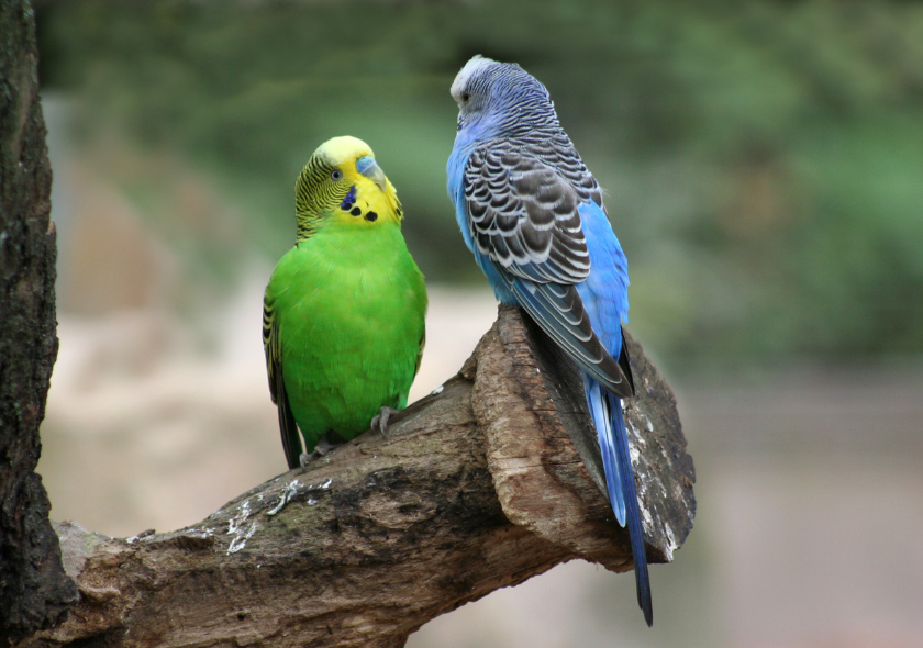 Perruche ondulée