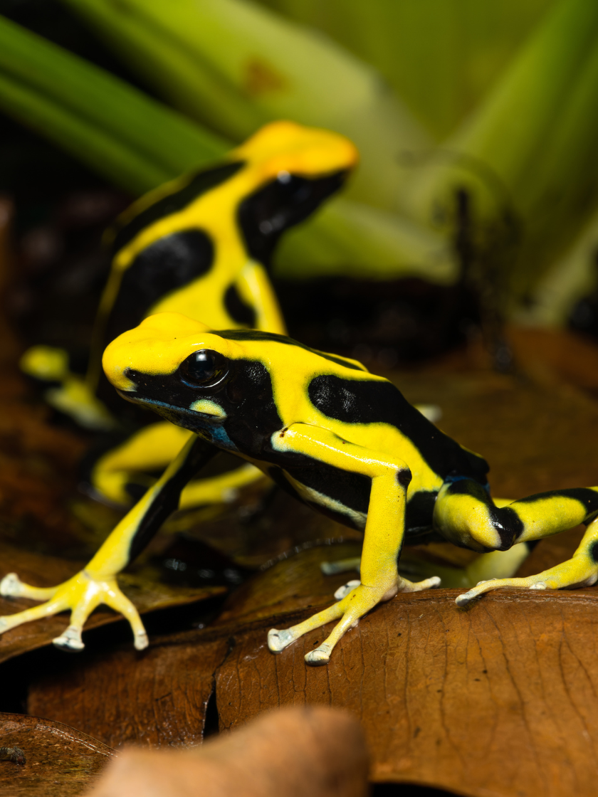 Dendrobate à tapirer