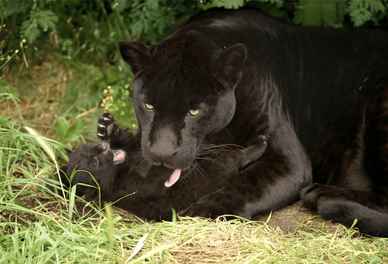 Femelle jaguar et sa petite