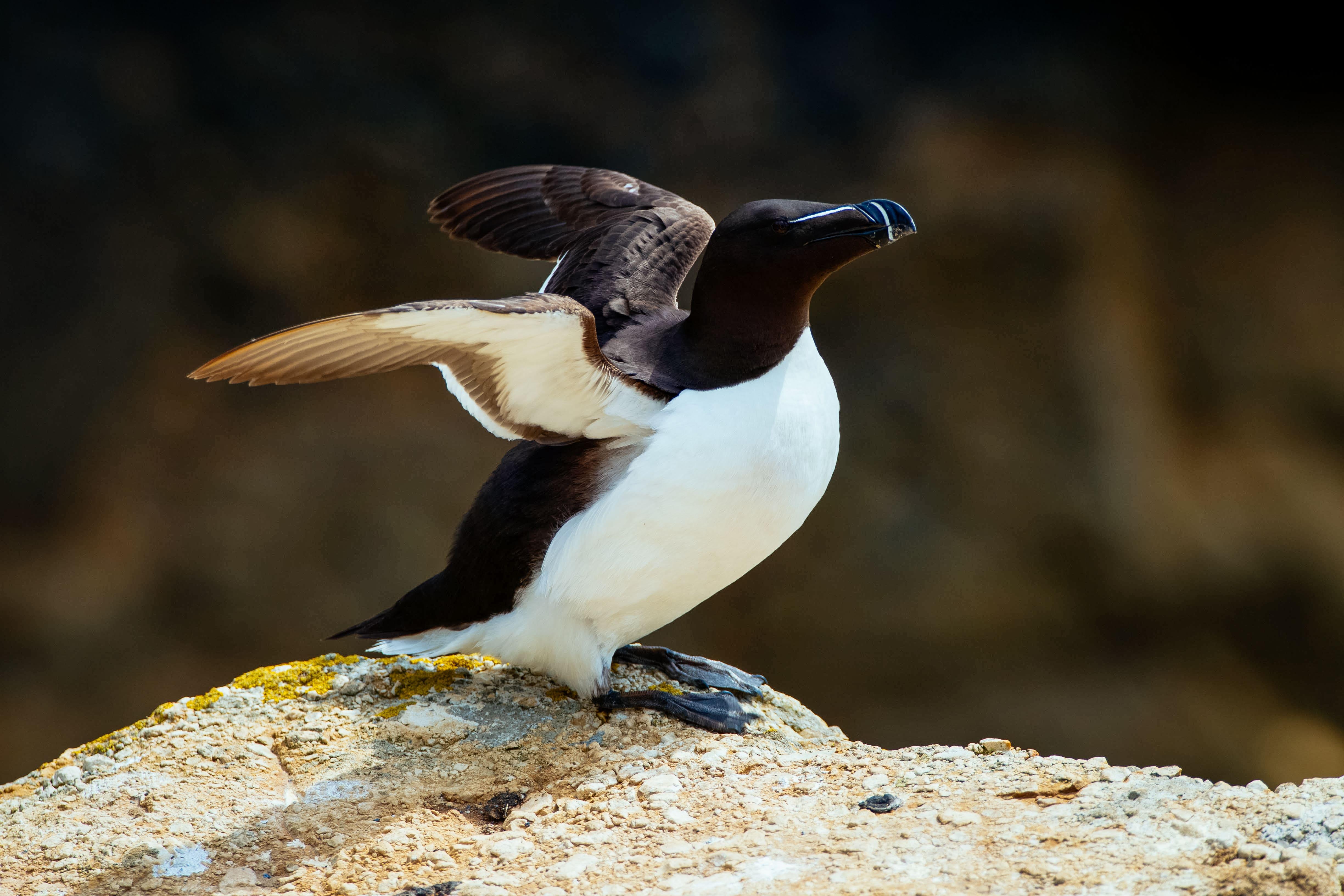 pingouin 