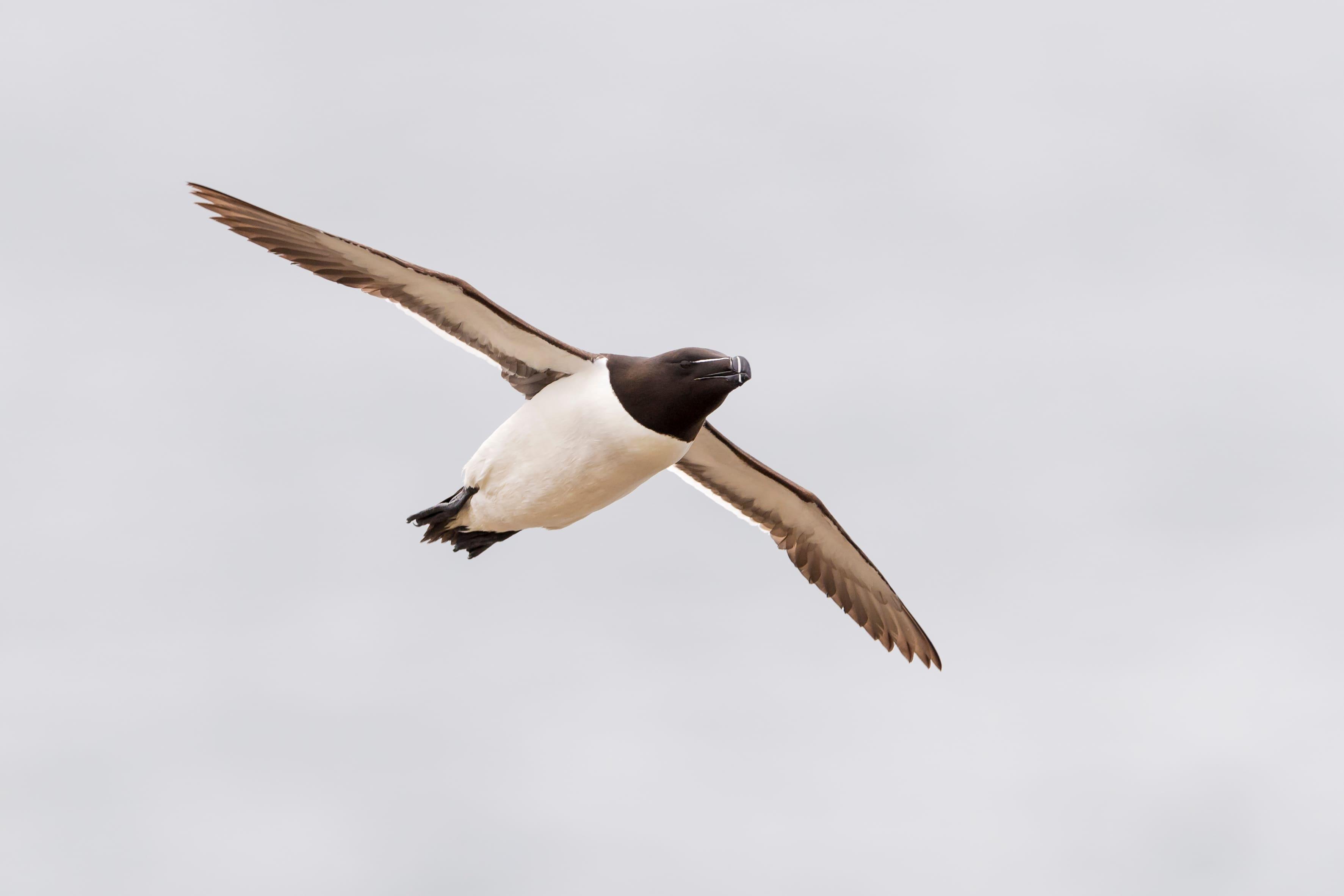 pingouin qui vole