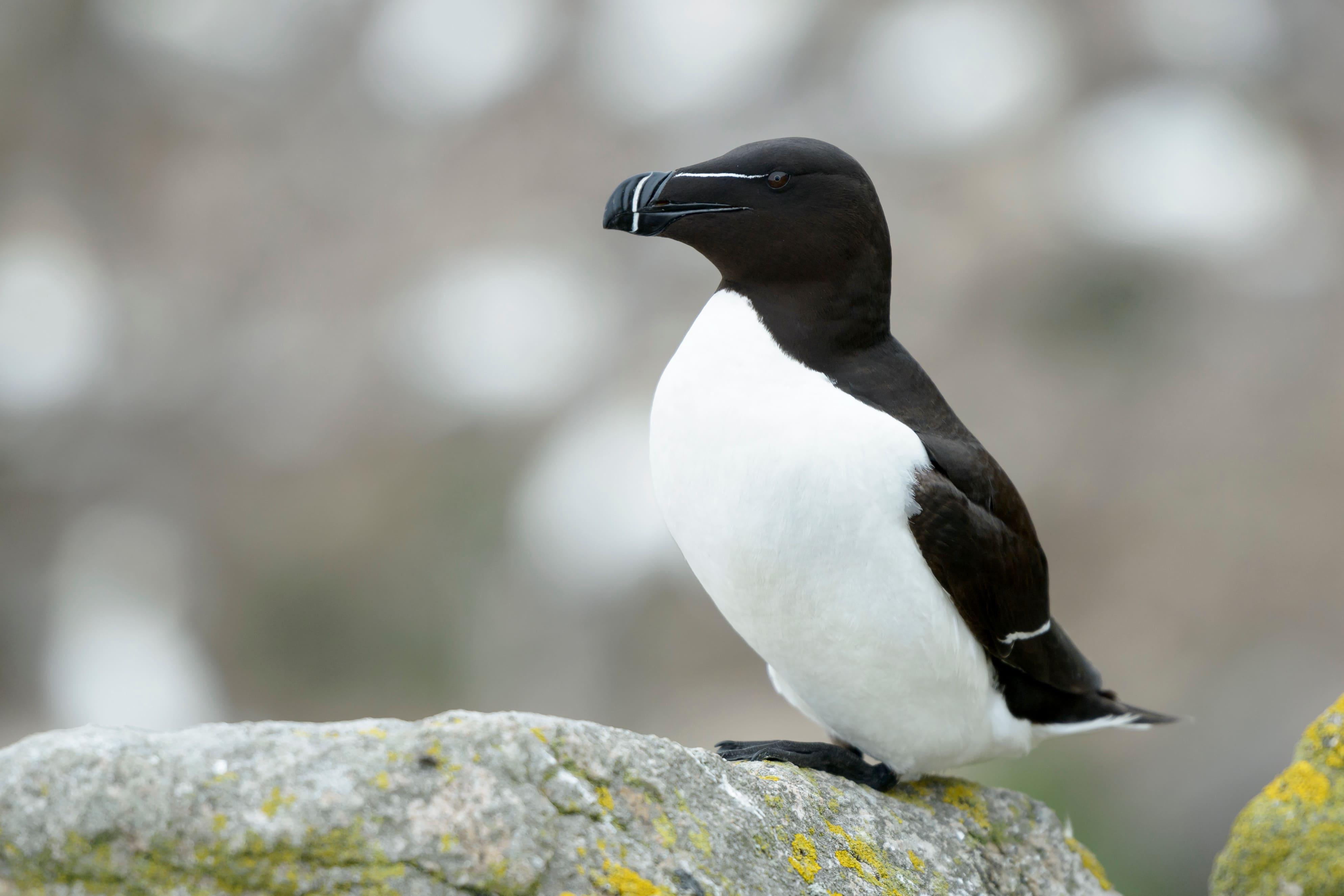 pingouin 