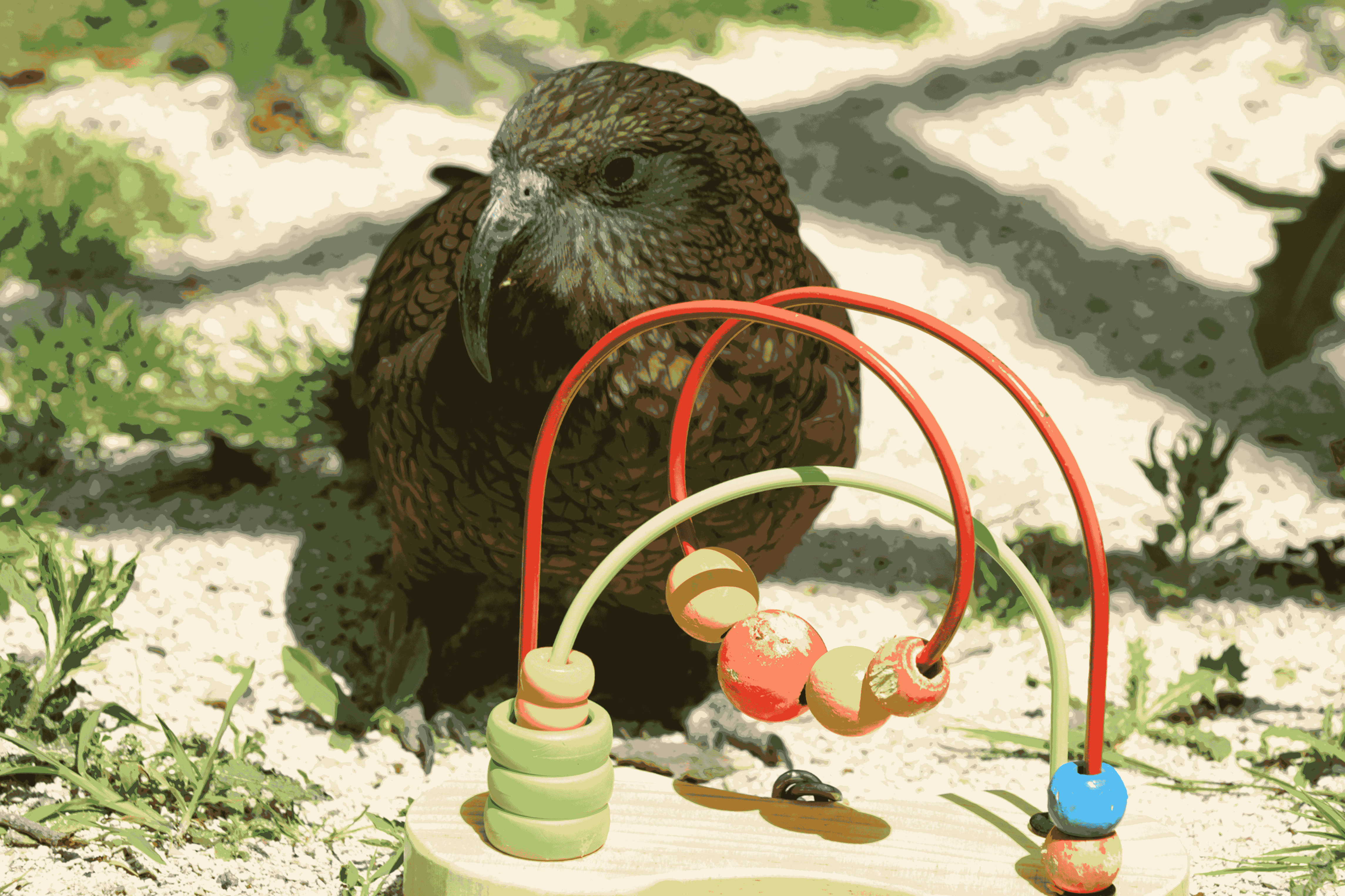 Sortie scolaire parc animalier Parrot World - Animation pédagogique Ethologie : À la découverte du comportement animal - Cycle 4