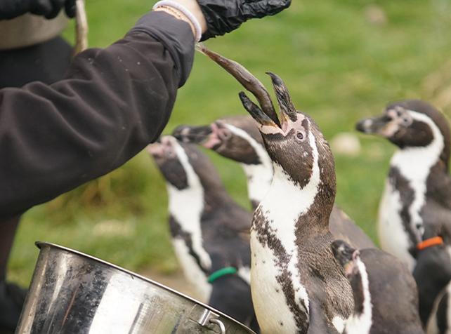 Activités proche de Paris pour nourrir les animaux - Manchots - Nourrir les Manchots - Parrot World