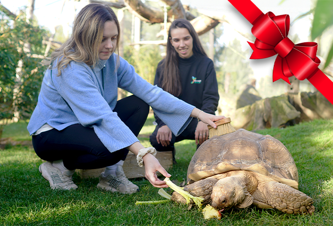 Activité insolite - Île-de-France - Nourrir les Tortues - Parrot World
