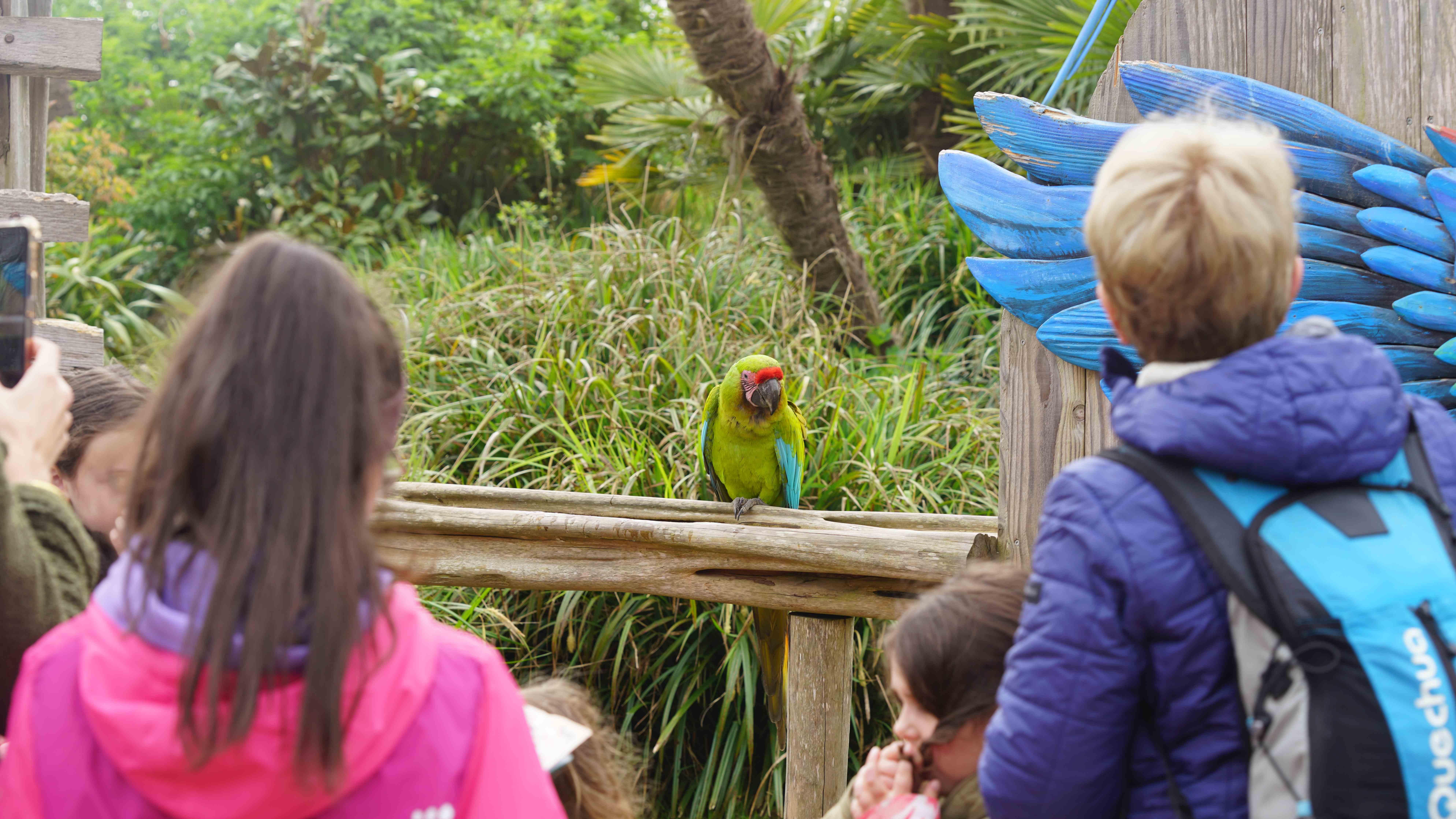 Parrot World - Immersion 16