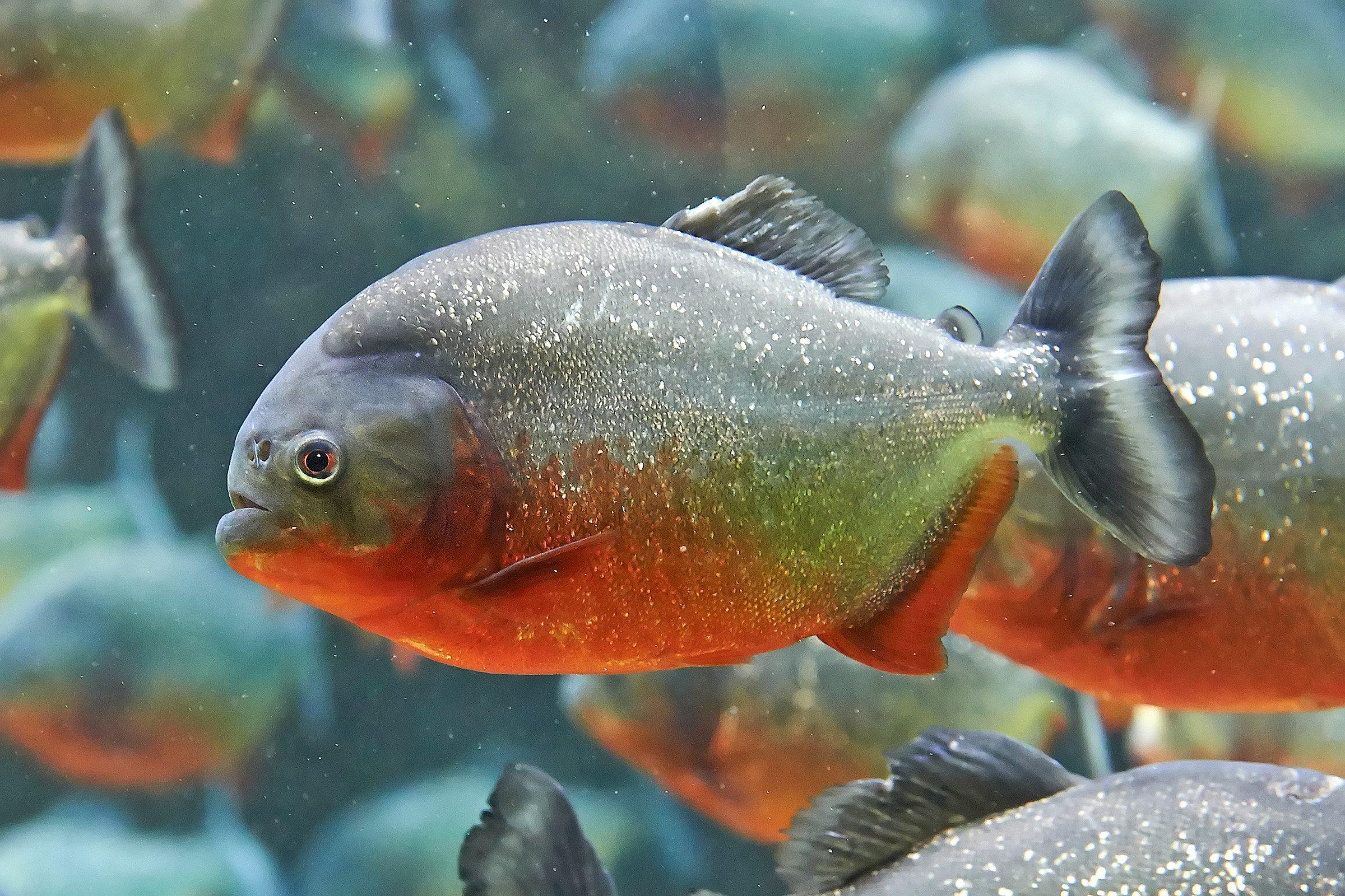 Sortie scolaire parc animalier Parrot World - Animation pédagogique Comme un poisson dans l'eau - Cycle 2