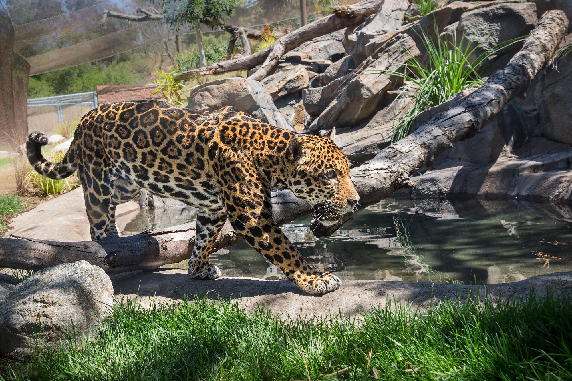 Jaguar femelle