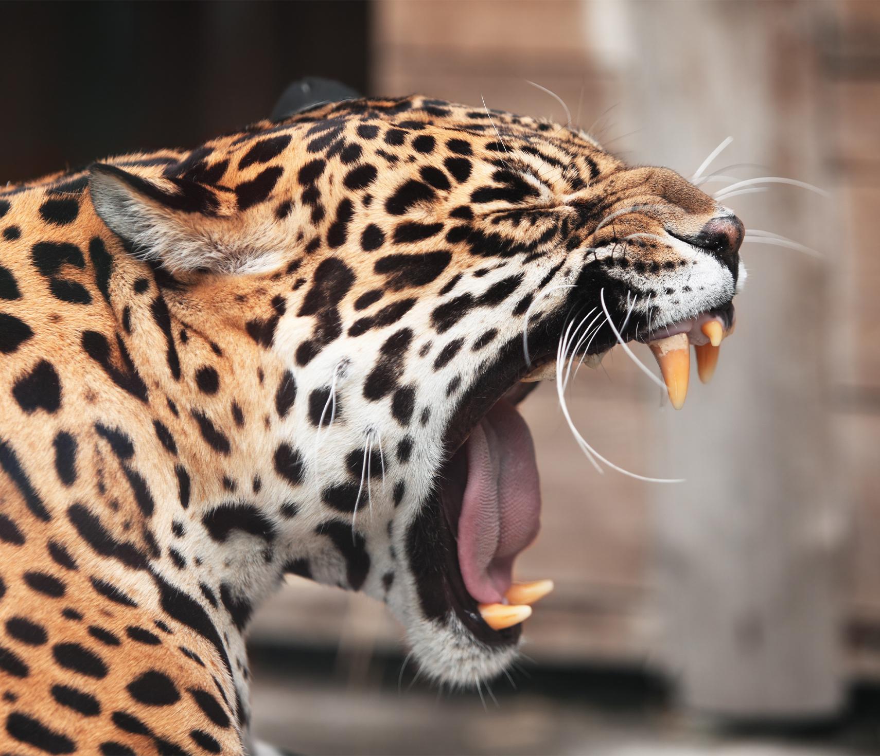 Jaguar Ti Punch