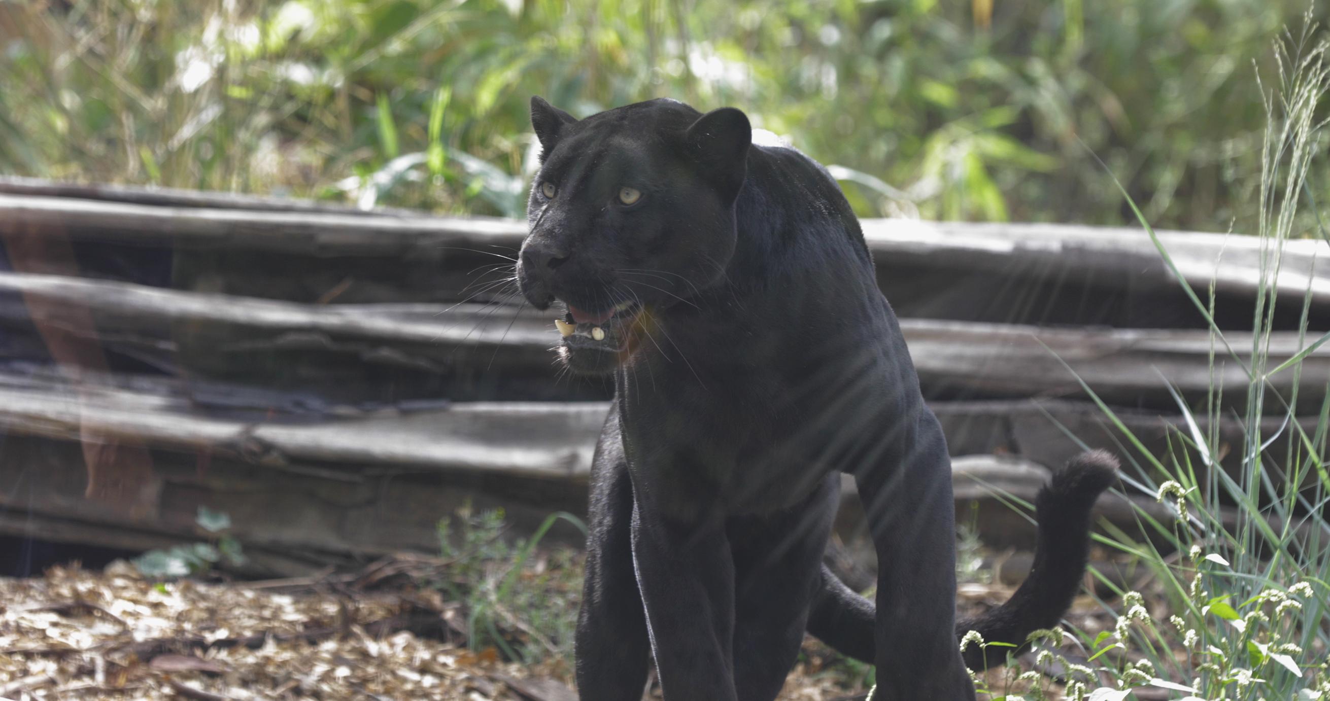 JAGUAR PARROT WORLD