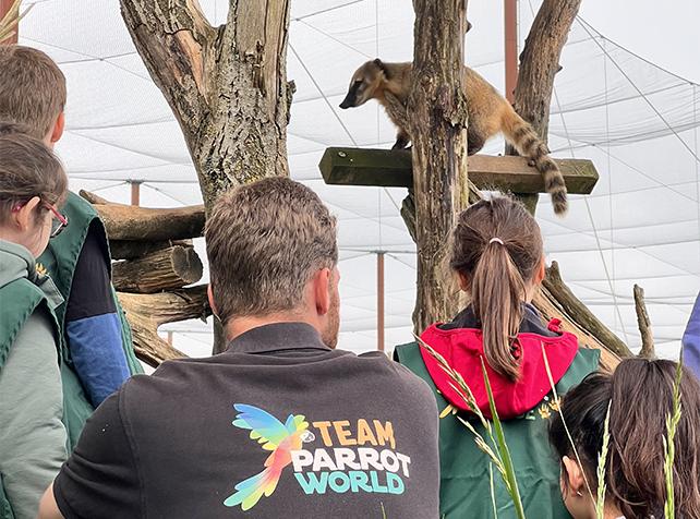 Soigneur en Herbe - Coatis- Parrot World