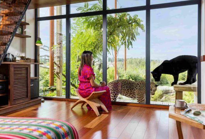 Nuit au zoo près de Paris face aux jaguars dans un lodge Parrot World