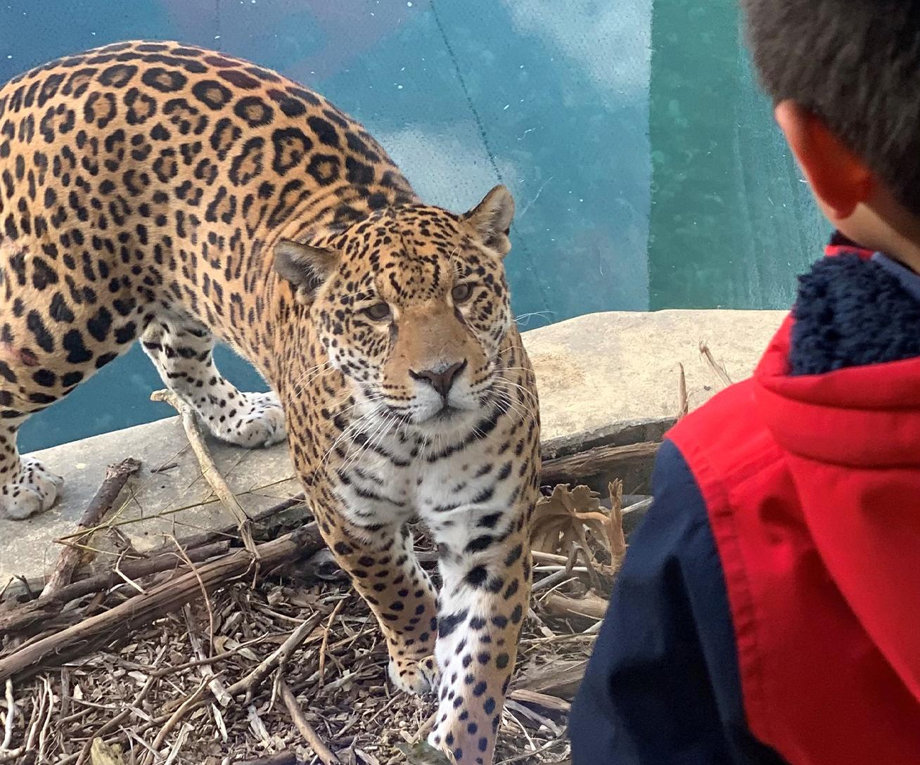 Parc animalier immersif proche de Paris avec jaguars - Parrot World décor Amérique du Sud
