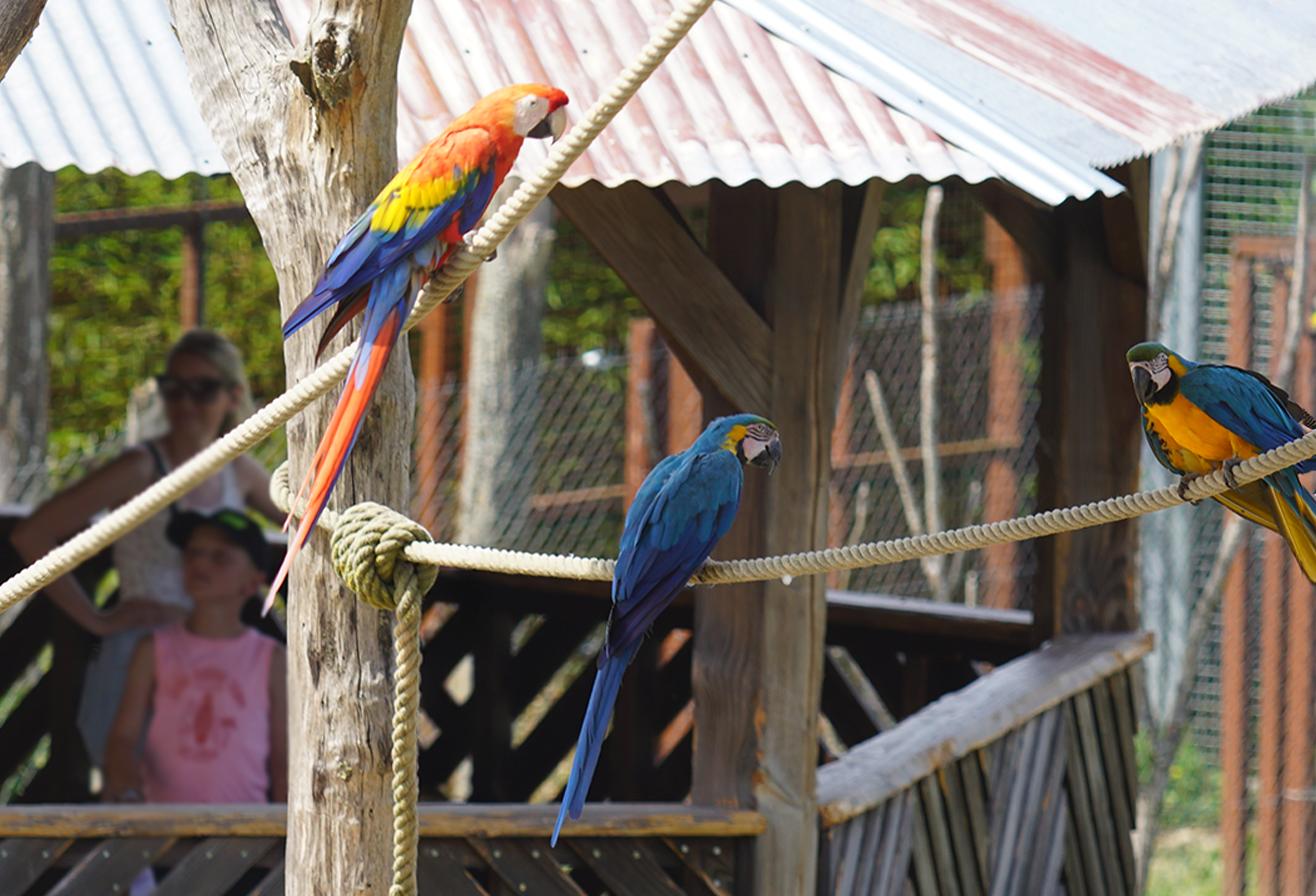 Parrot World parc animalier immersif - Volière géante d'Amazonie immersion totale - Que faire autour de Disneyland Paris - Le Guide Complet
