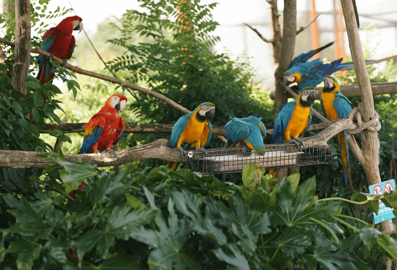 Pappagalli colorati in primo piano nella voliera gigante di Parrot World, zoo immersivo a 20 minuti da Disneyland Paris