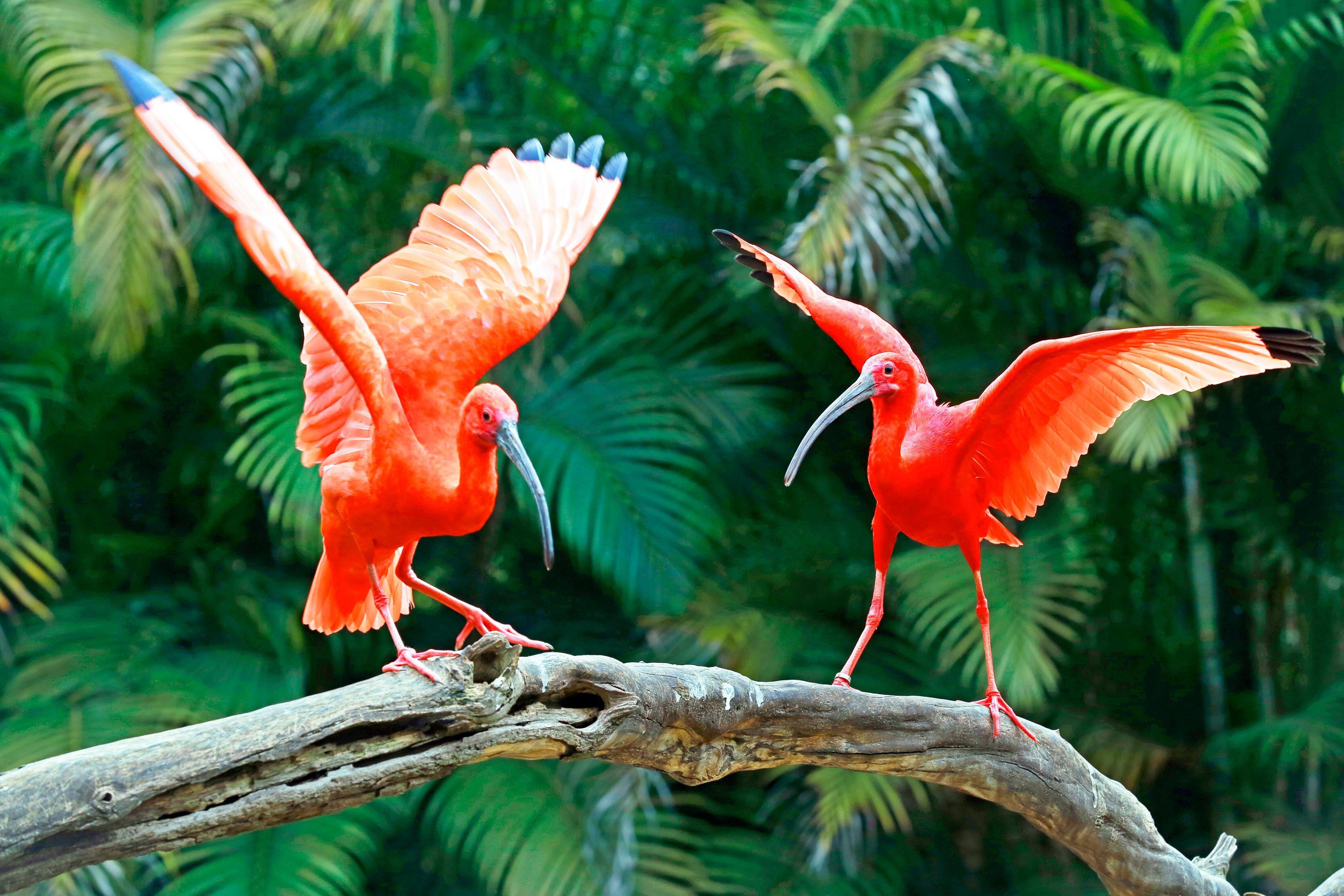 Ibis rouge