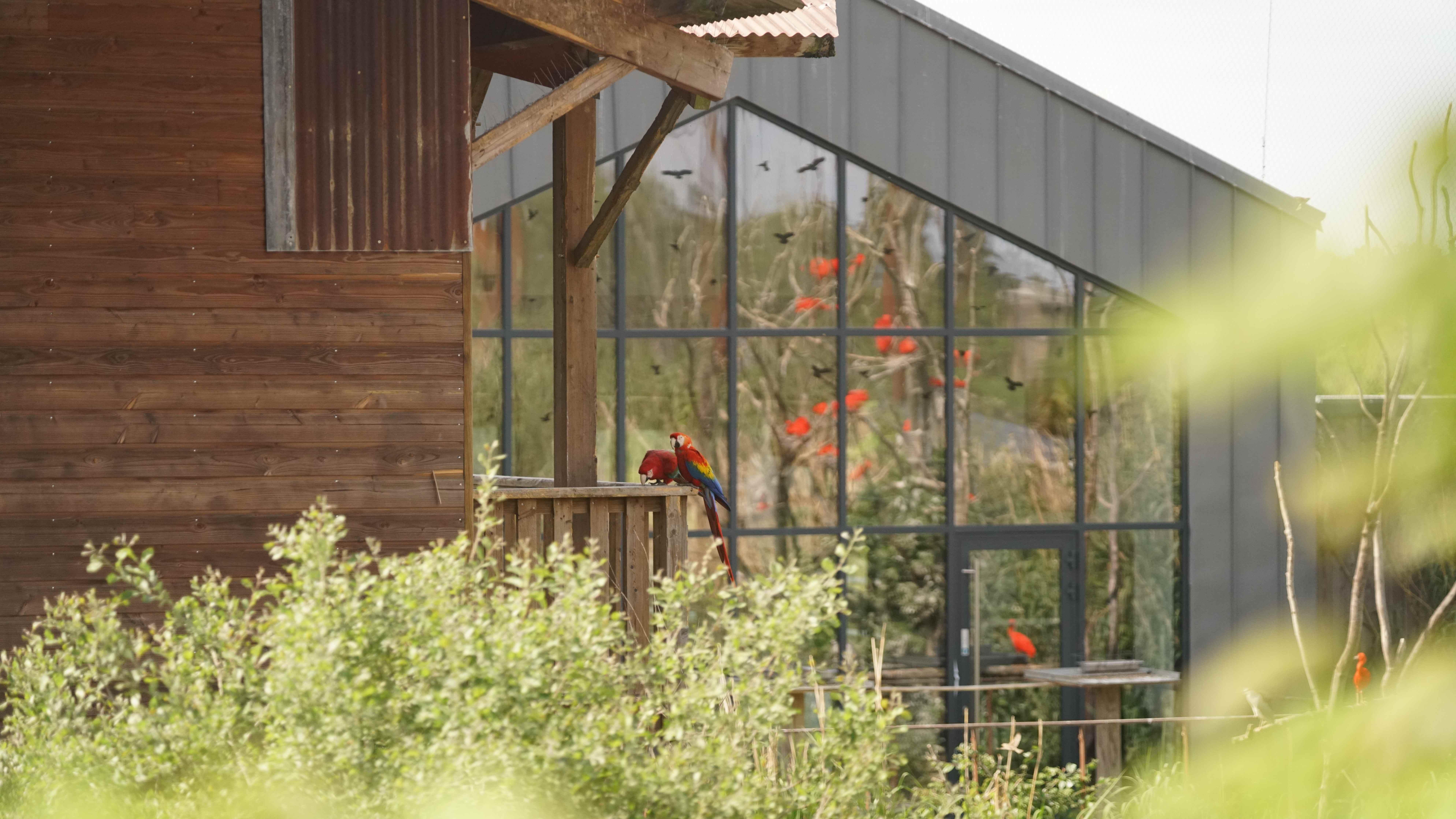 Parrot World - Lodge 21