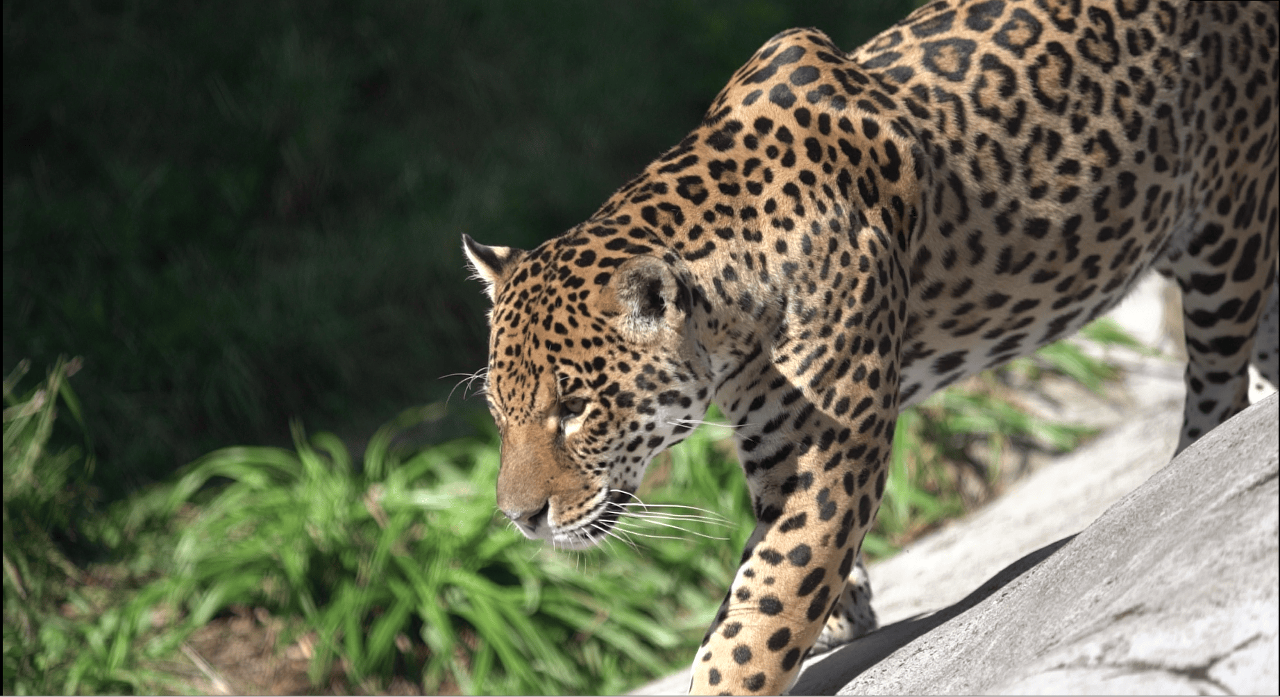 Parrot World - Jaguars 30