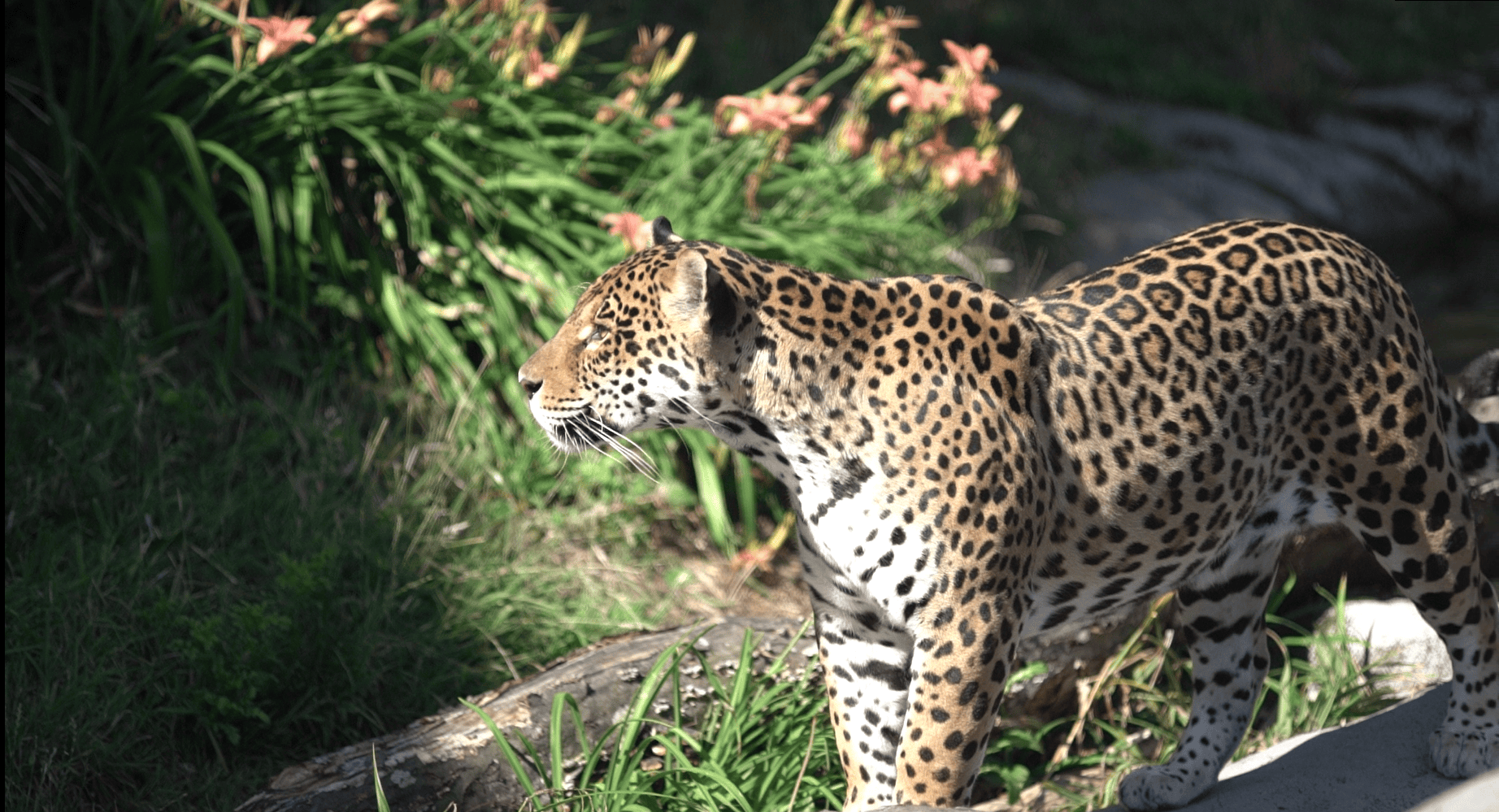 Parrot World - Jaguars 31