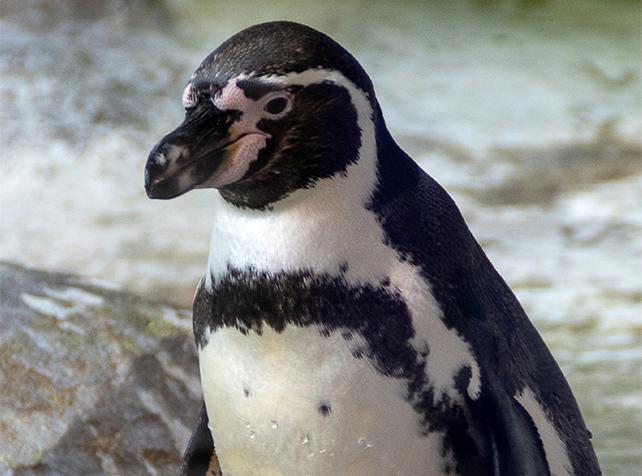 Activités proche de Paris pour approcher les animaux - Manchots - Nourrir les Manchots - Parrot World