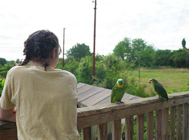 Nuit immersive à Parrot World dans un lodge insolite pour dormir avec les animaux et observer les perroquets