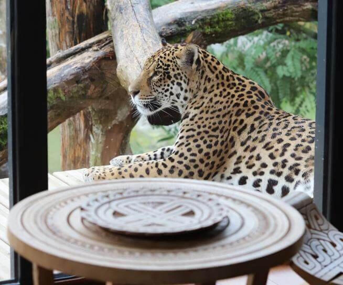Dormir avec les aniamux en France