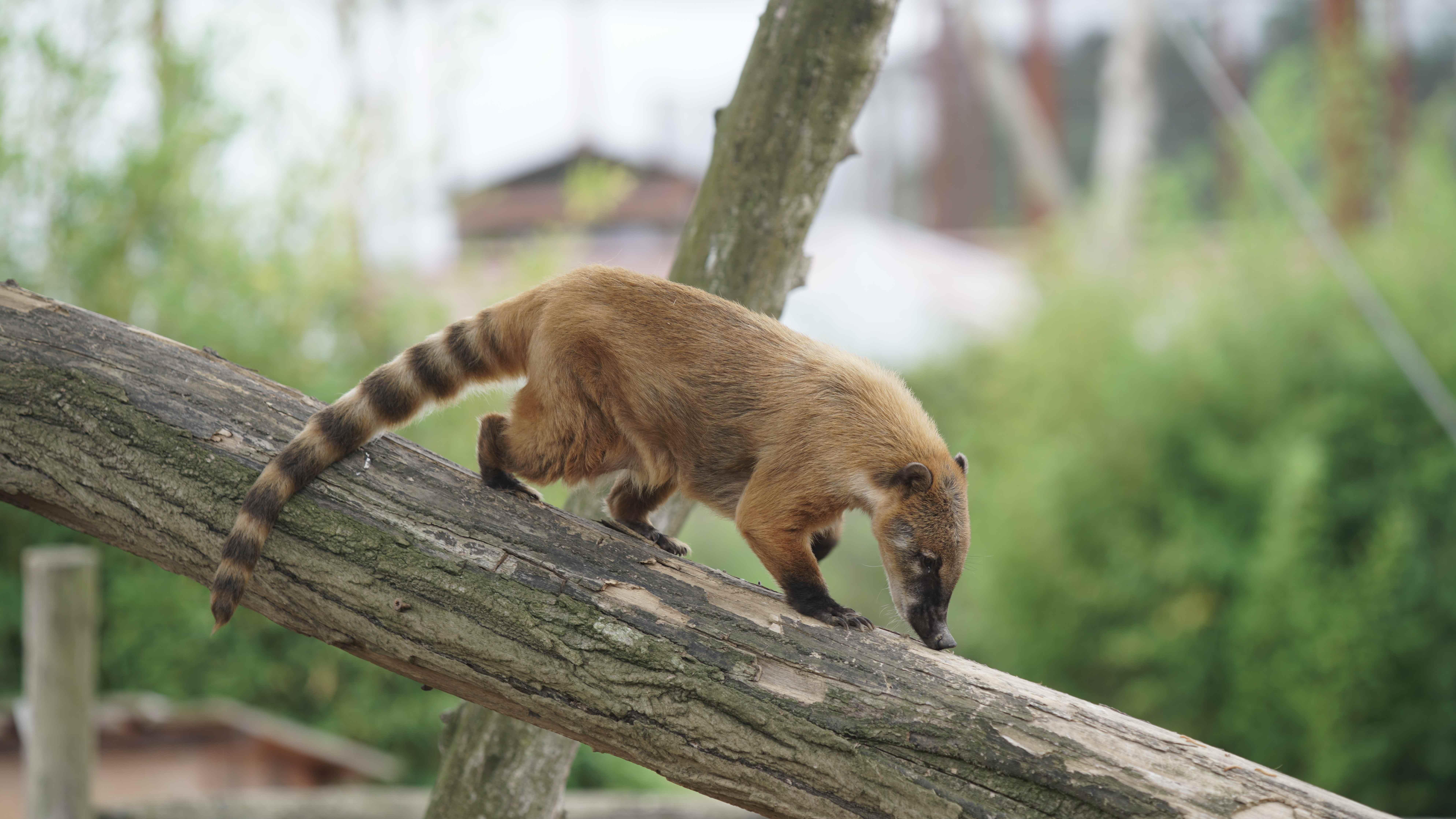 Parc animalier immersif proche de Paris avec coatis - Parrot World décor Amérique du Sud