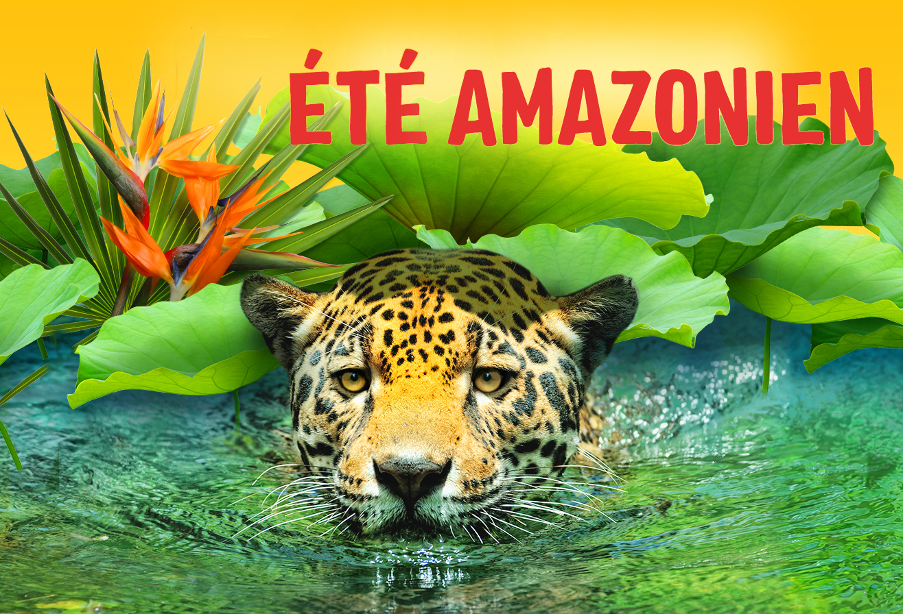 Ete_Amazonie_2024_Jaguar Ete_Amazonie_2024_Jaguar2