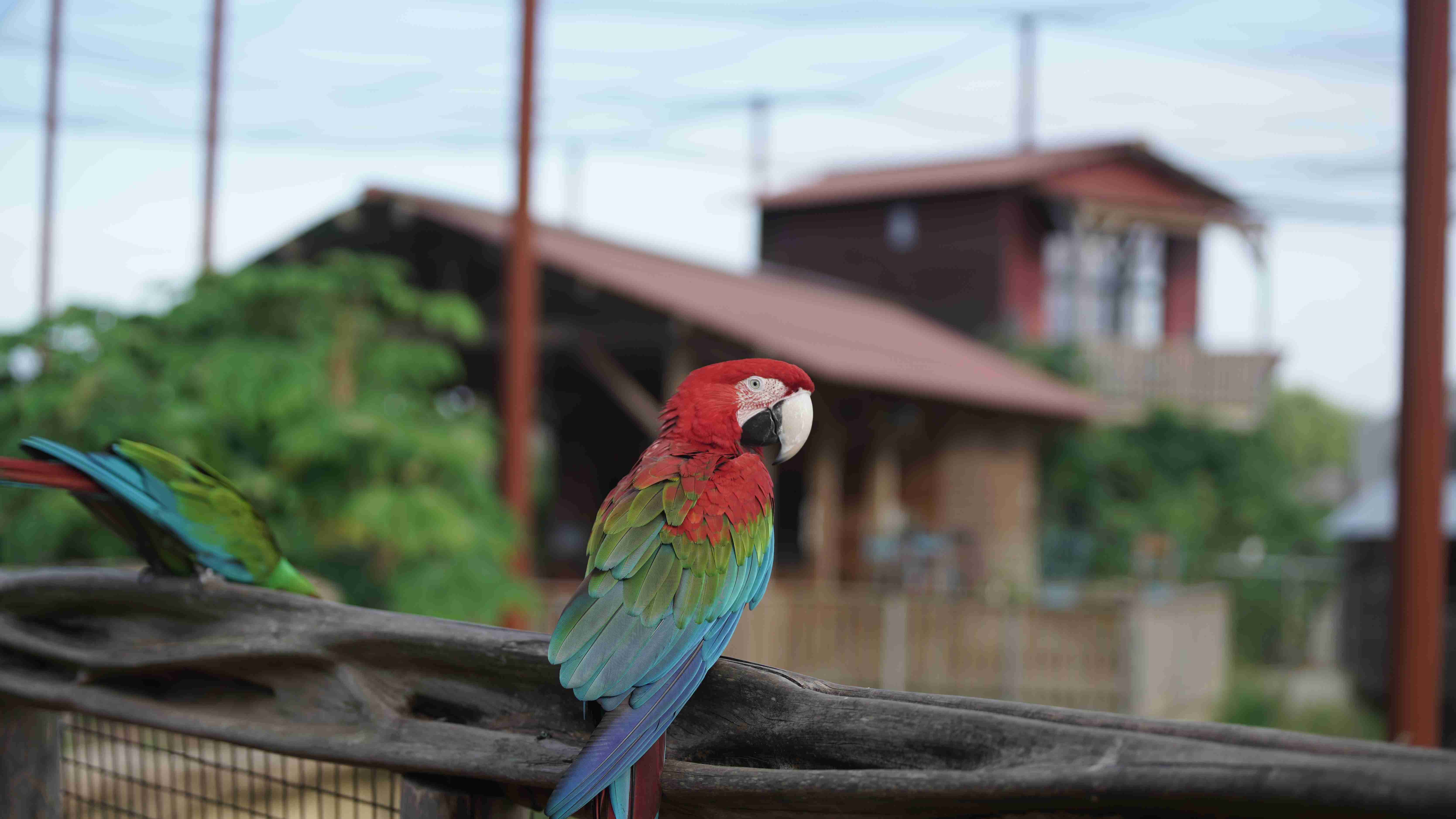 Parrot World - parc animalier immersif proche de Paris grande volière amazonienne