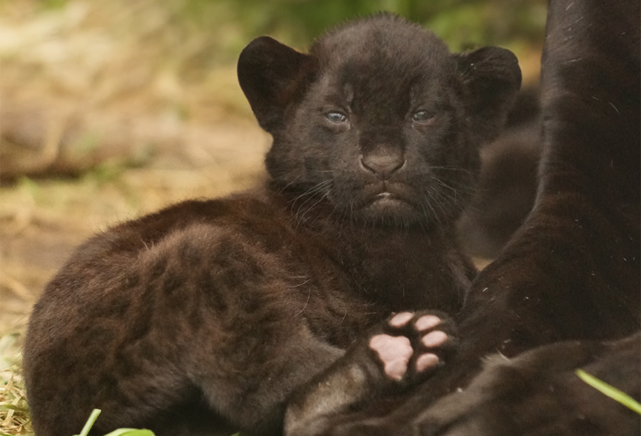 Bébé jaguar