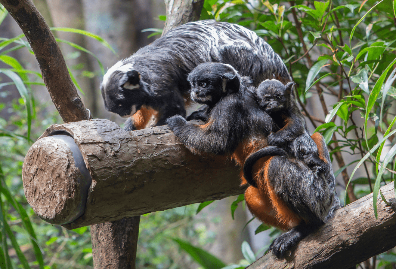 Tamarins labiés