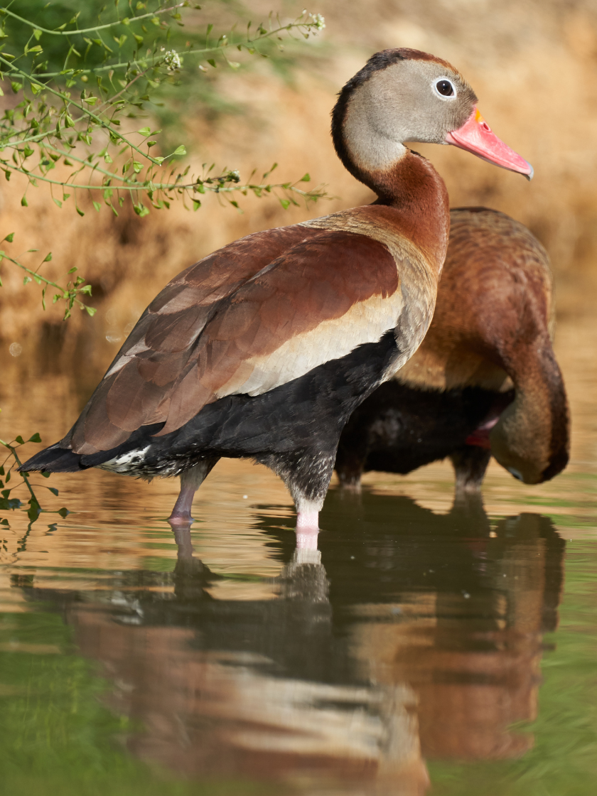 Dendrocygne à ventre noir