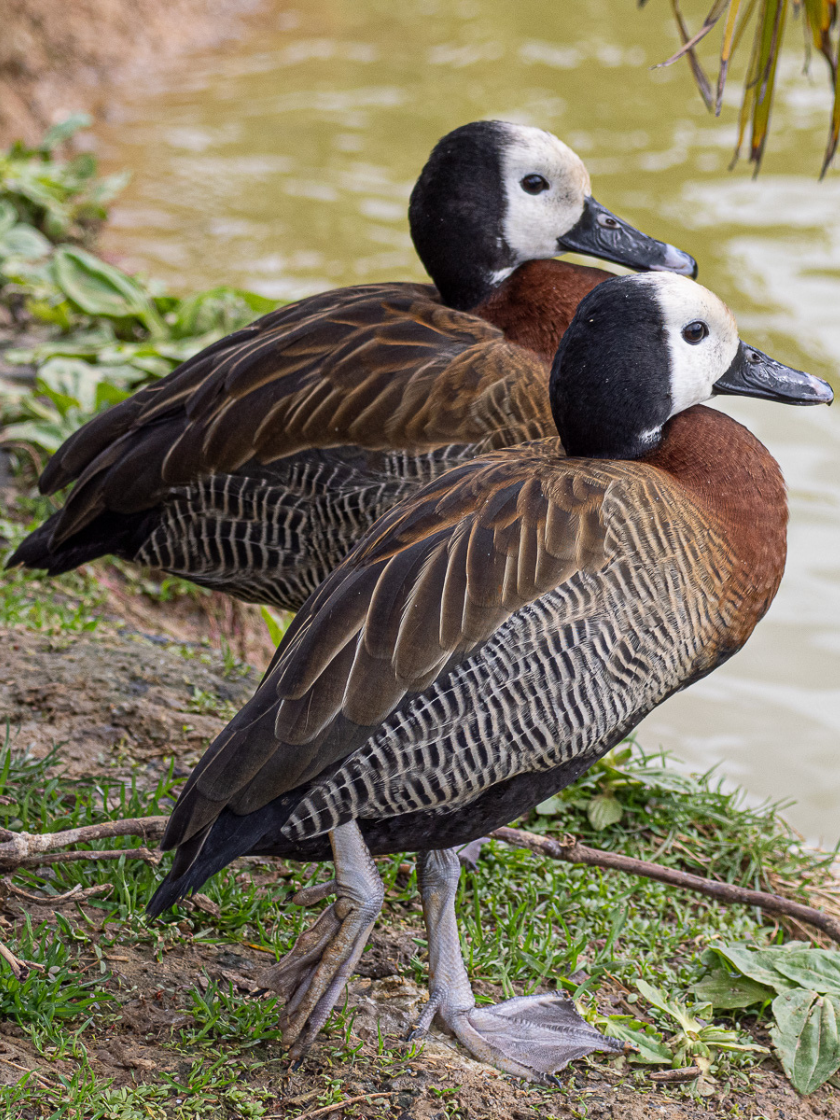 Dendrocygne veuf