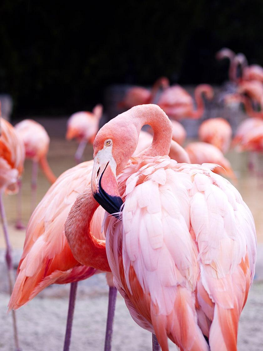 FLAMANT DE CUBA