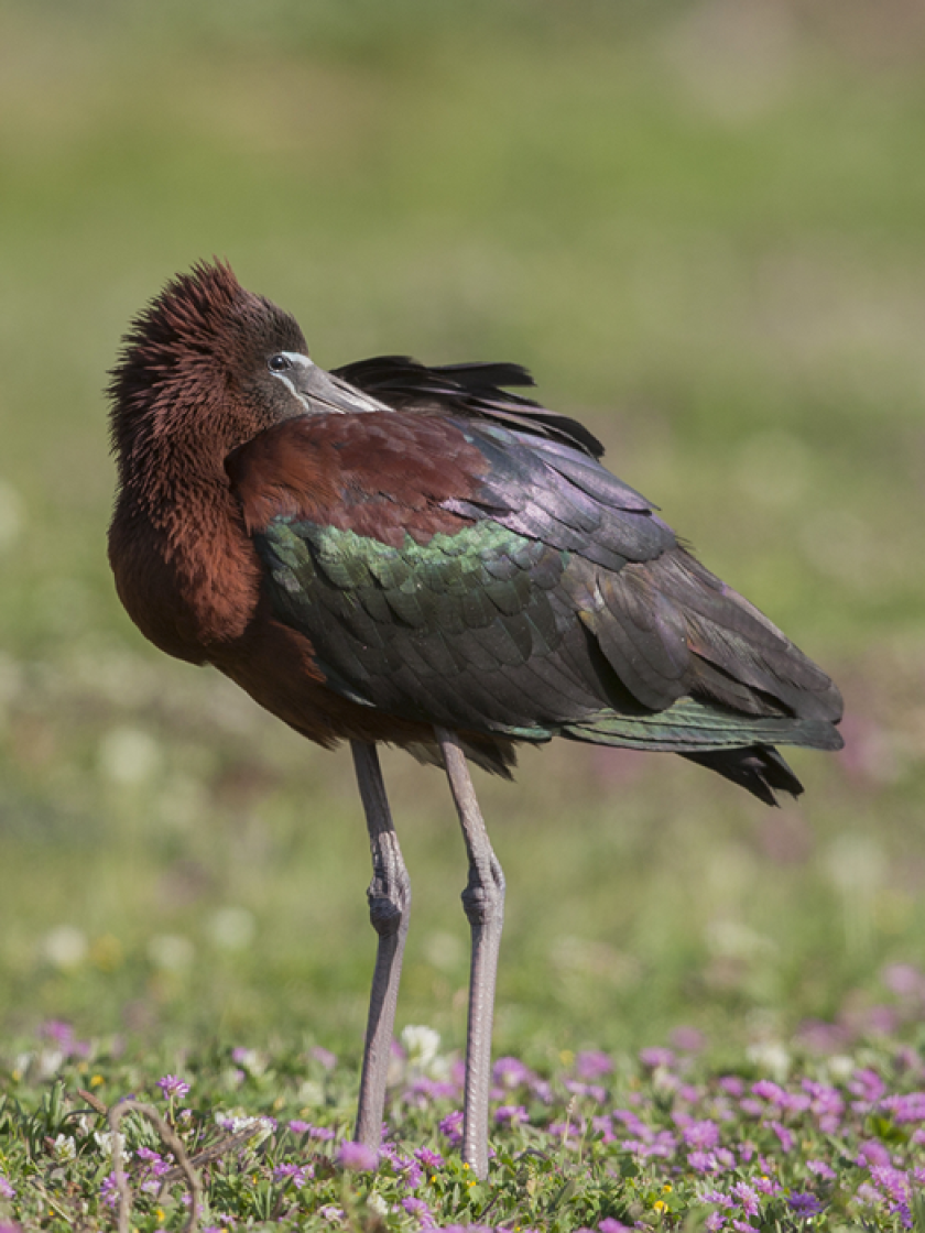 Ibis de Ridgway