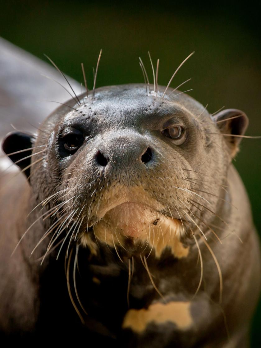 Loutre géante