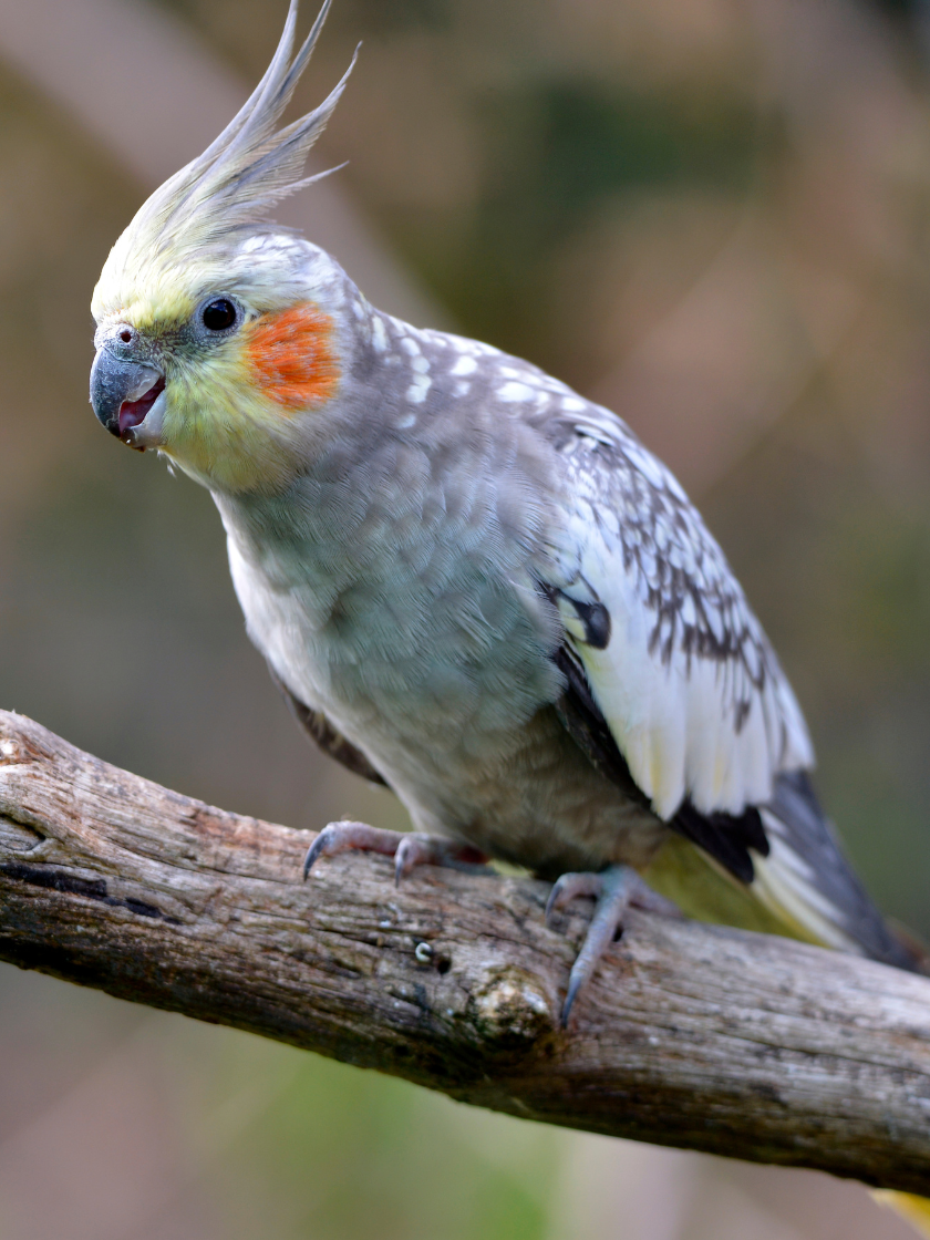 Perruche calopsitte