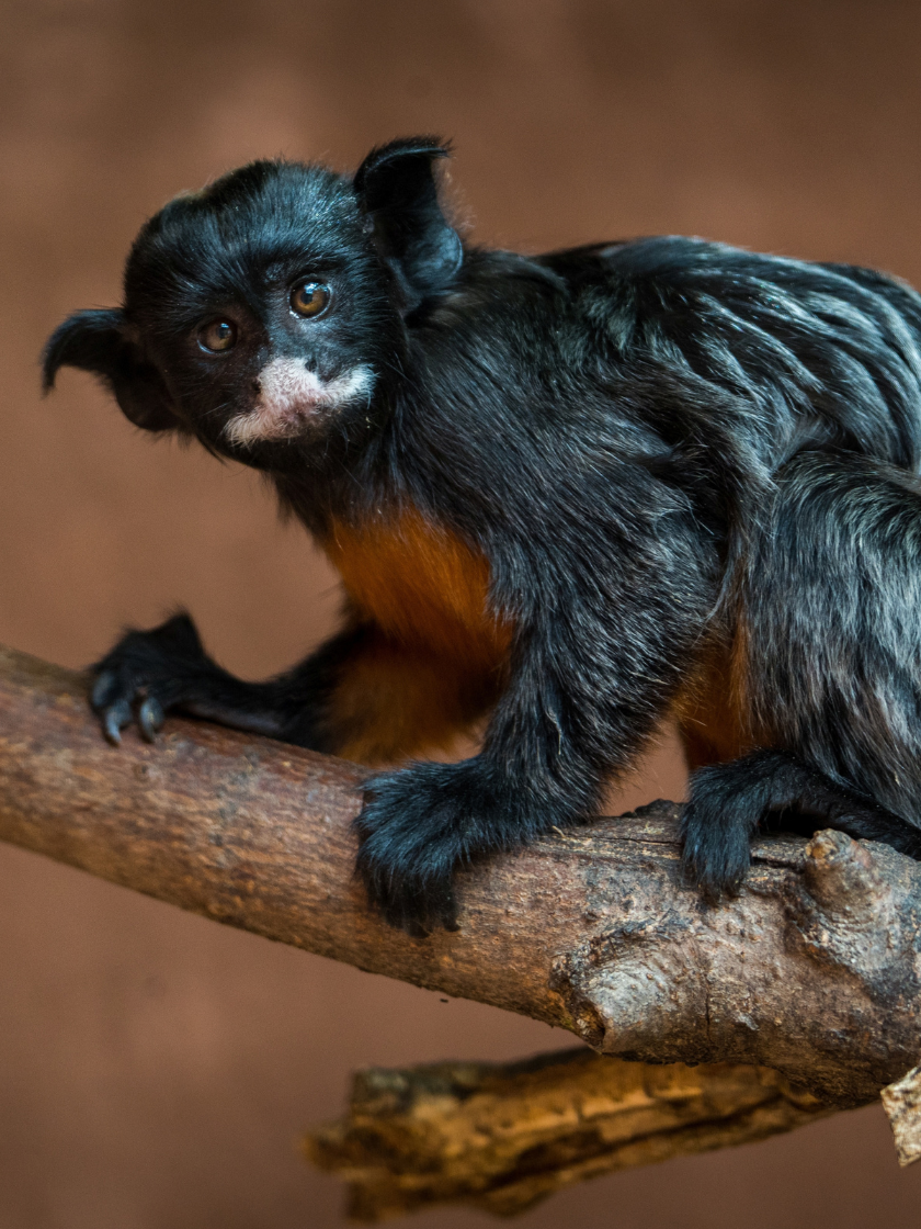 Tamarin labié